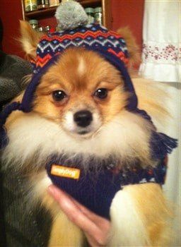 pomeranian-wearing-hat 